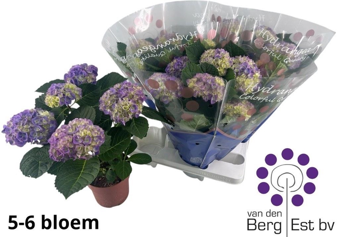 <h4>HYDR M HI OCEAN</h4>