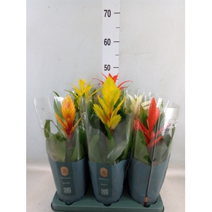 Bromelia   ...mix