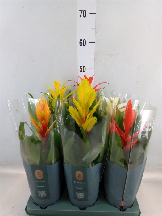 <h4>Bromelia   ...mix</h4>