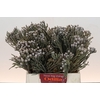 Kaaps Groen Silver Brunia