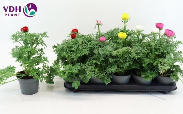 <h4>RANUN SPRINK GEM</h4>