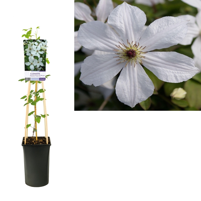 <h4>Clematis 'Forever Friends' PBR +light label</h4>