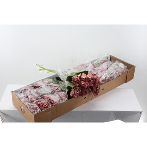 Hydr Caramel Pink Box