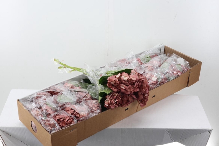 <h4>Hydr Caramel Pink Box</h4>