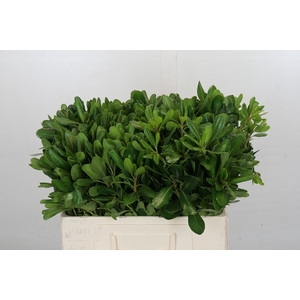 Pittosporum Nurit (Isr)