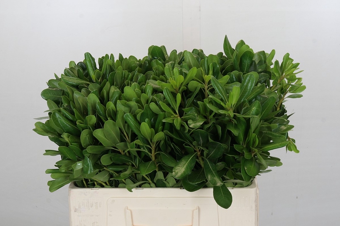 <h4>Pittosporum Nurit (Isr)</h4>