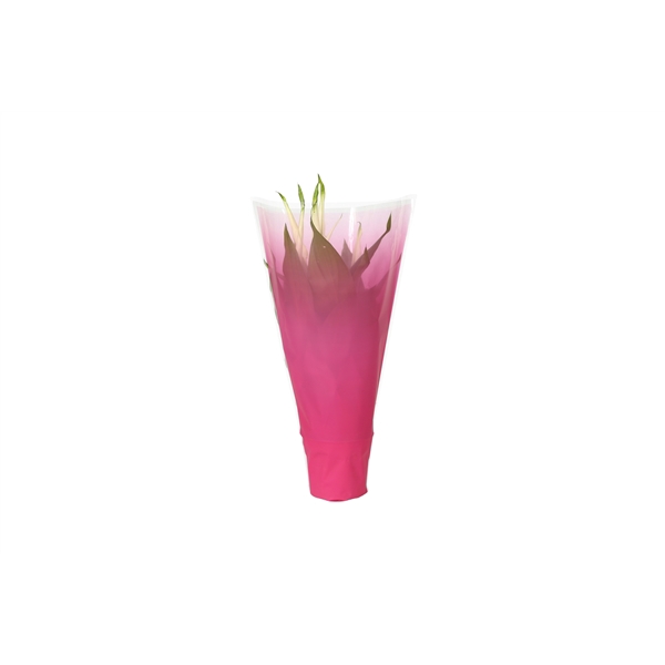 <h4>KP-794.1 RZ - Spathiphyllum 9cm in roze</h4>