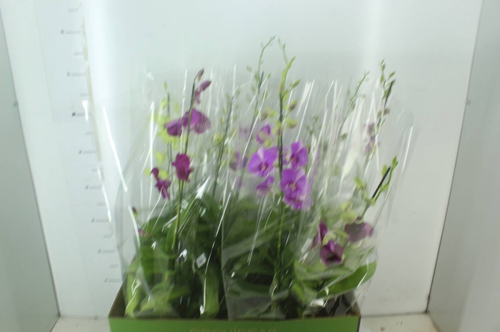 <h4>DENPHALAEN P15</h4>