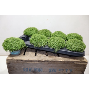 arr8 Solei Sol Groen