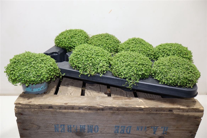 <h4>arr8 Solei Sol Groen</h4>