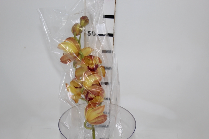 <h4>CYMBIDIUM HT MIN 9 FLS LARANJA</h4>
