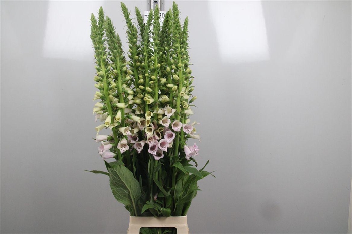 <h4>Digi Camelot Lavend</h4>