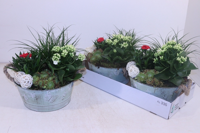 <h4>ARR TUINPLANTEN</h4>
