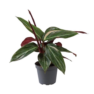 CALATHEA HYBRIDA p6