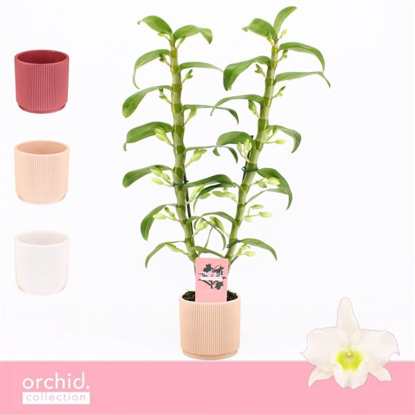 <h4>Dendrobium Nobilé, Apollon 2-spike in Horizon Ribble 'Orchid Collection'</h4>