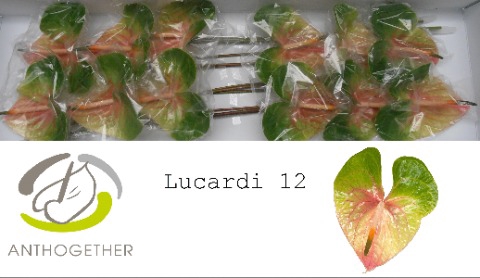 <h4>ANTH A LUCARDI 12</h4>