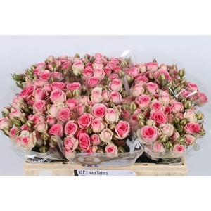 Rozen R Tr Mimi Eden