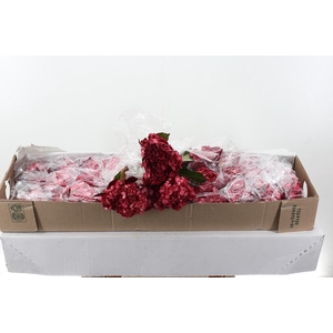 Hydr Burgundy Tinted Sel Box