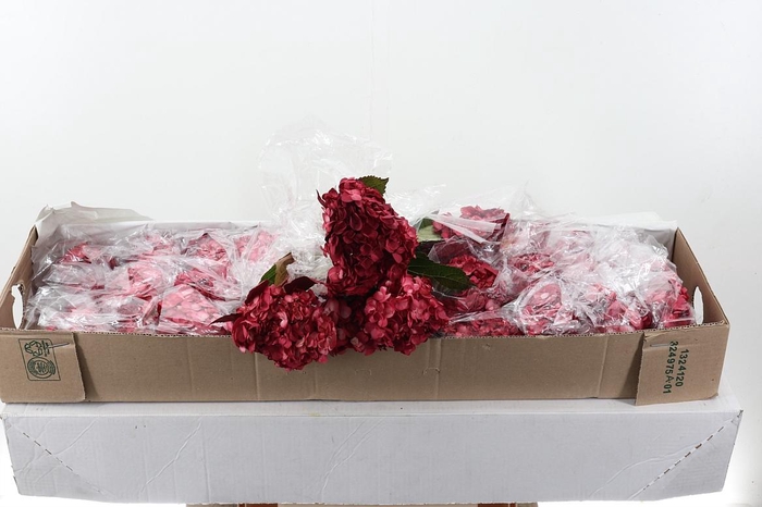 <h4>Hydr Burgundy Tinted Sel Box</h4>