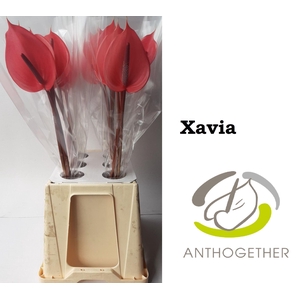 Anthurium Xavia