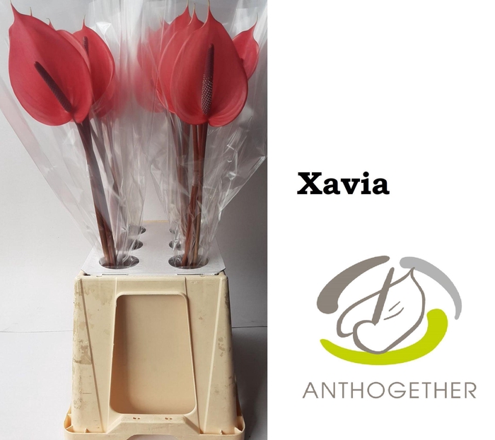 <h4>Anthurium Xavia</h4>