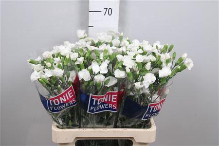 <h4>Di Te Solomio Ard</h4>