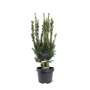 Taxus media 'Hillii'