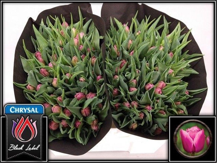 <h4>Tulipa do double princess</h4>