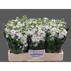 Matth Centum White