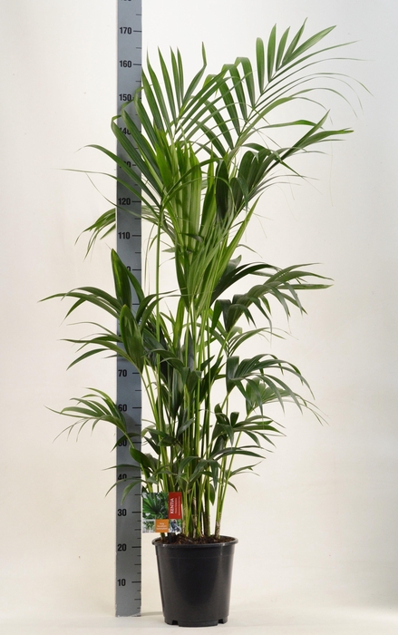 <h4>KENTIA - P24 H170 - 8PP (Howea forsteriana)</h4>