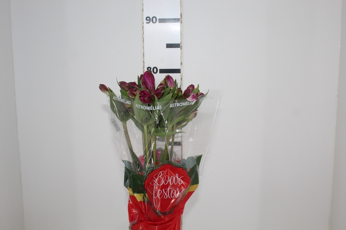 <h4>ALSTROEMERIA NAPOLI 080 CM</h4>