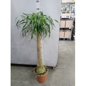 Beaucarnea recurvata