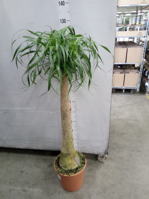 <h4>Beaucarnea recurvata</h4>