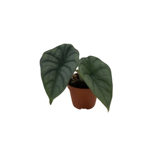 Alocasia   ...