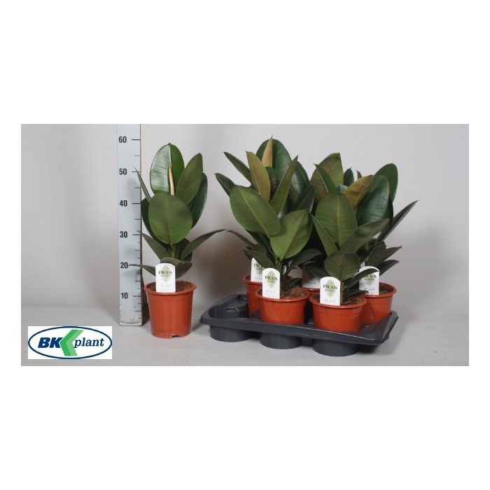 <h4>FIC EL ROBUSTA</h4>