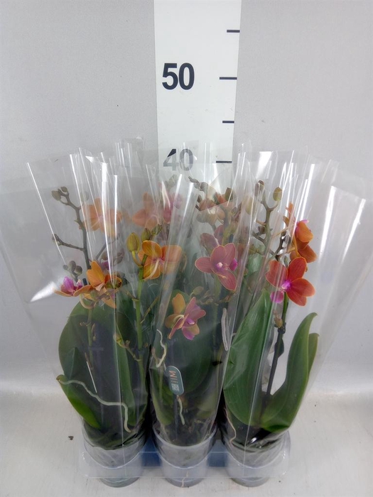 <h4>Phalaenopsis multi.   ...orange</h4>