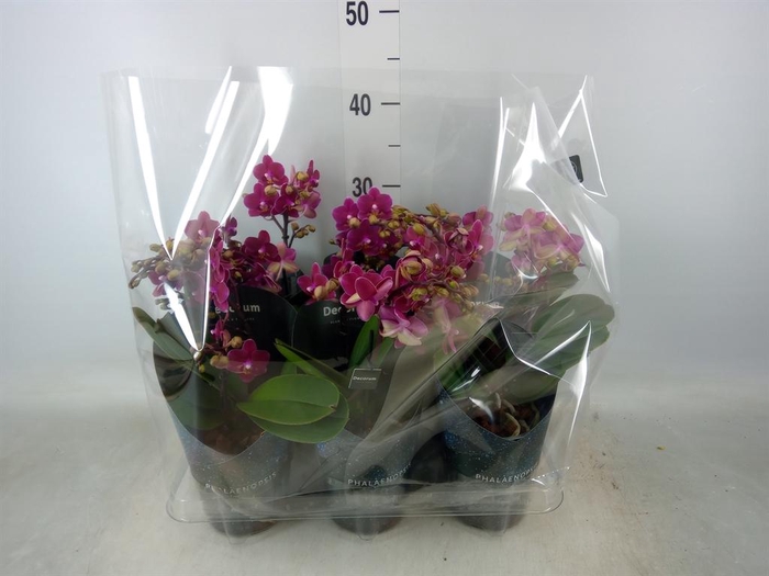 <h4>Phalaenopsis multi. 'Ant Chamonix'</h4>