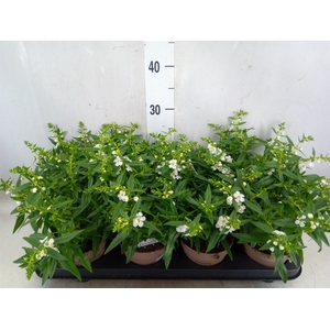 Angelonia  'Serena White'
