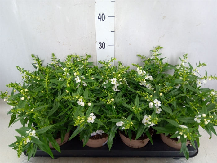 <h4>Angelonia  'Serena White'</h4>