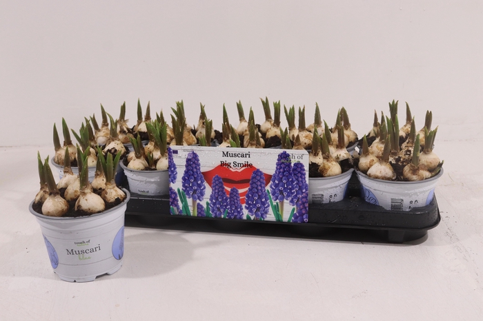 <h4>Muscar Big Smile</h4>