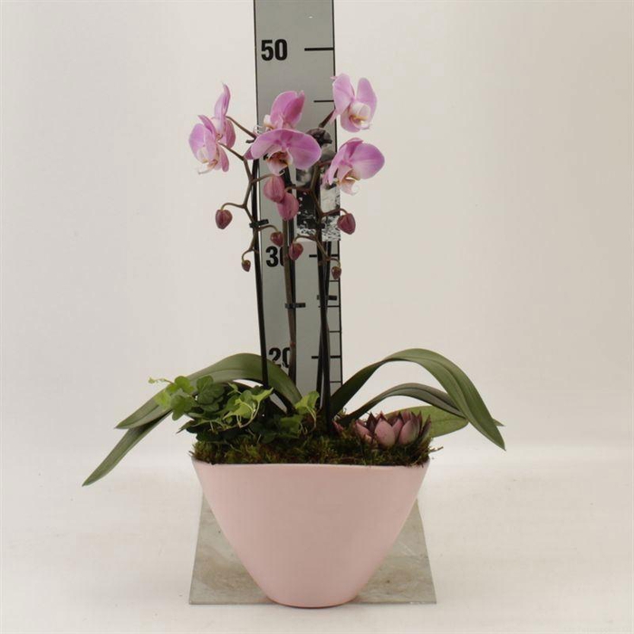 <h4>Phalaenopsis  'Elegant Cascade'</h4>