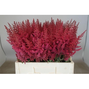 Astilbe Ar Paul Gaarder