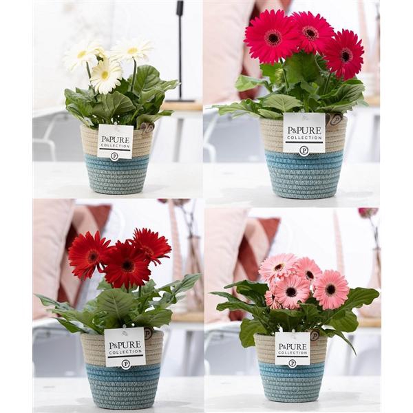 <h4>Gerbera 2-bl Mix Pure Valeri</h4>