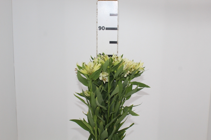 <h4>ALSTROEMERIA AKEMI 080 CM</h4>