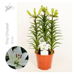 Lilium Tiny Crystal 13 cm (az. lelie)