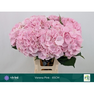 HYDRANGEA  'VERENA'