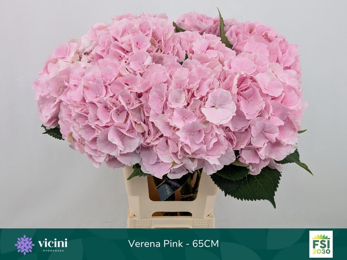 <h4>HYDRANGEA  'VERENA'</h4>