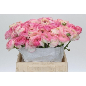 Ranunculus Clooney Felicitade Dark