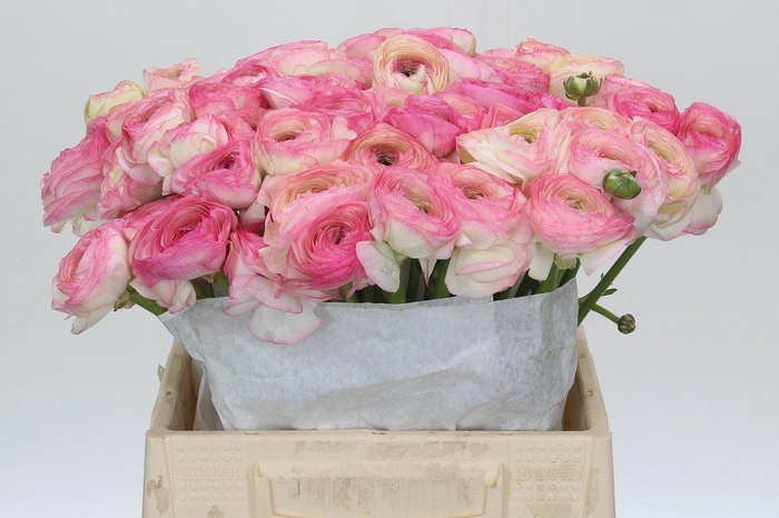 <h4>Ranunculus Clooney Felicitade Dark</h4>