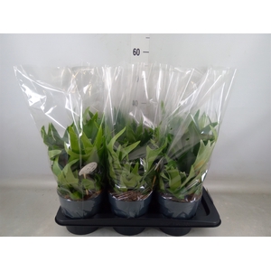 Platycerium bifurc.